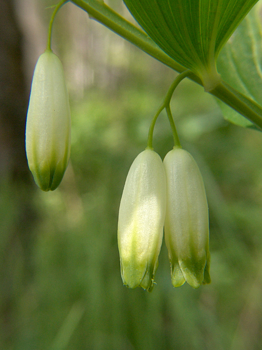 Image of Polygonatum odoratum specimen.