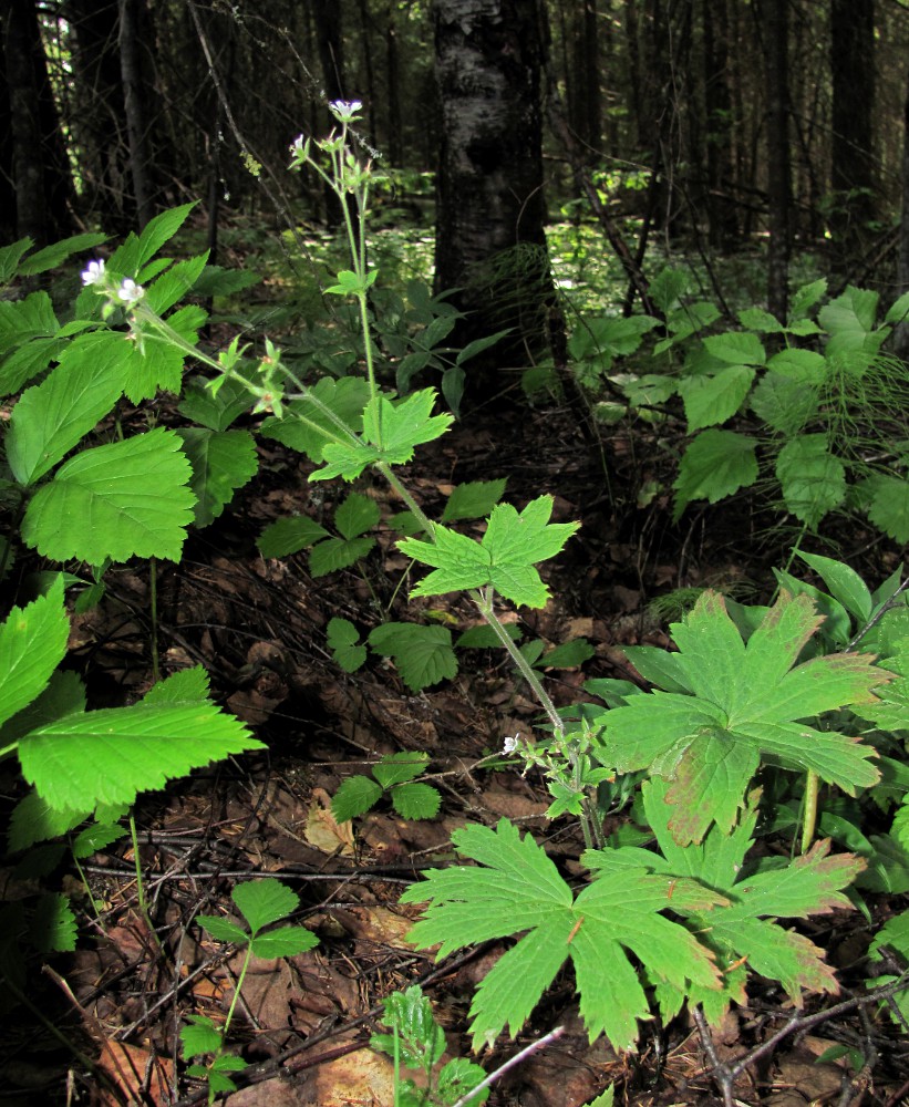 Изображение особи Geranium sylvaticum.