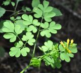 Corydalis ochotensis. Верхушка побега с соцветием. Приморье, Сихотэ-Алинь, долина р. Серебрянки. 11.08.2012.