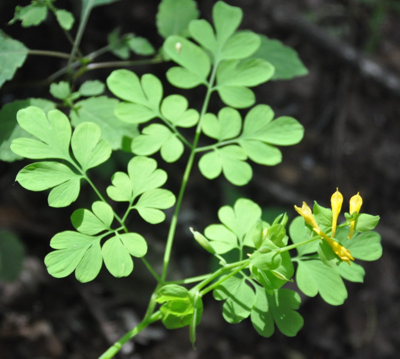 Изображение особи Corydalis ochotensis.