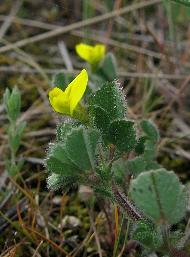 Image of Medicago rigidula specimen.