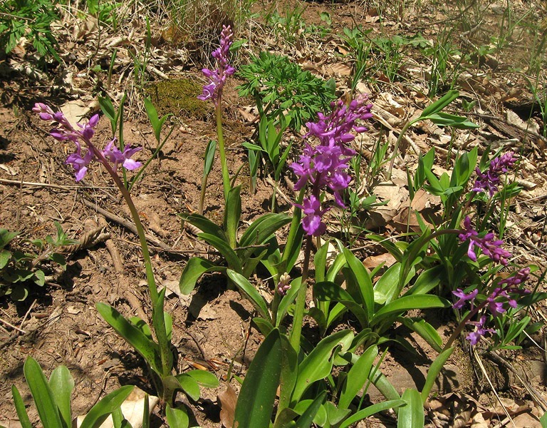 Изображение особи Orchis mascula.