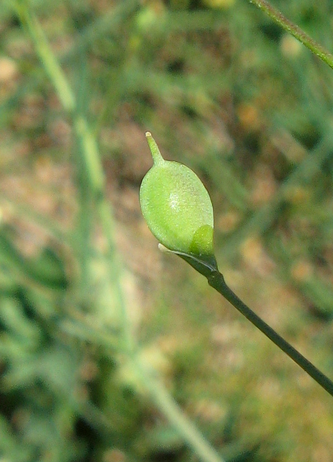 Image of Camelina rumelica specimen.