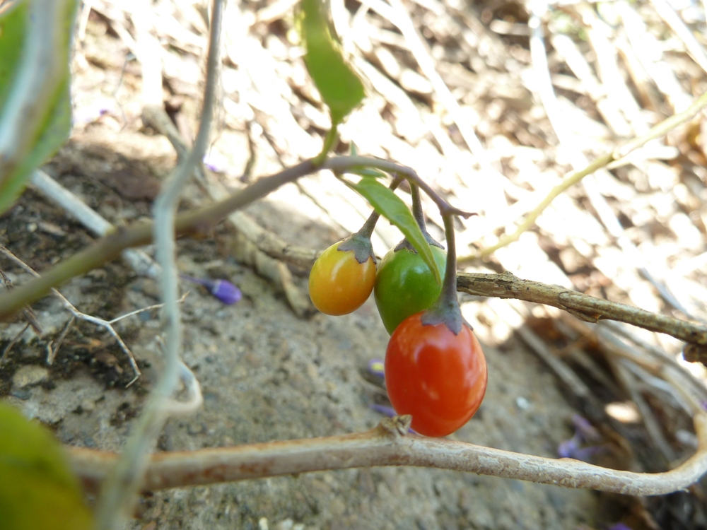 Изображение особи Solanum dulcamara.