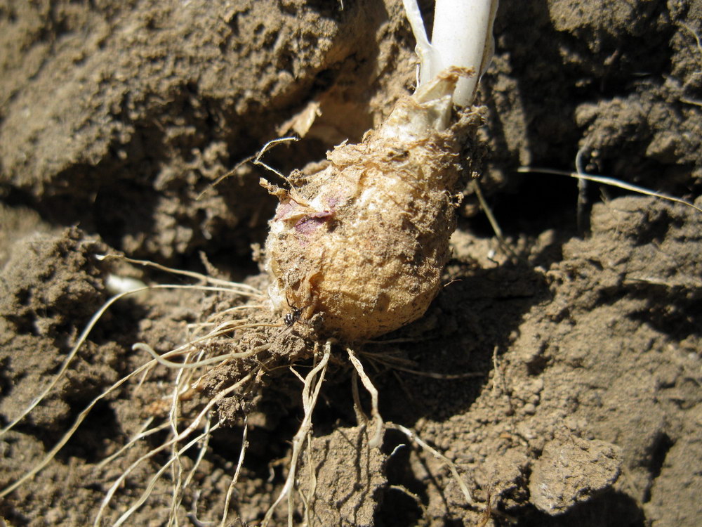 Image of Ornithogalum navaschinii specimen.