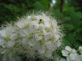 Spiraea chamaedryfolia