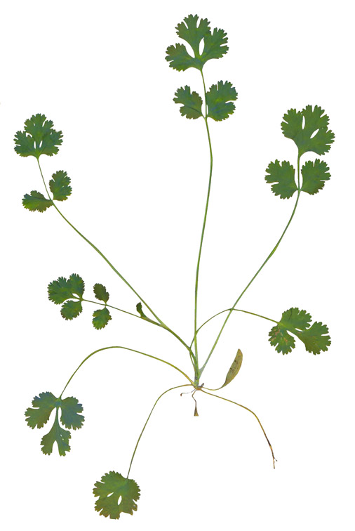 Image of Coriandrum sativum specimen.