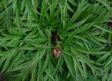 Paeonia anomala. Верхушка побега с бутоном. Камчатский край, Елизовский район, окр. г. Петропавловск-Камчатский, частный интродукционный питомник лекарственных растений. 29.06.2013.