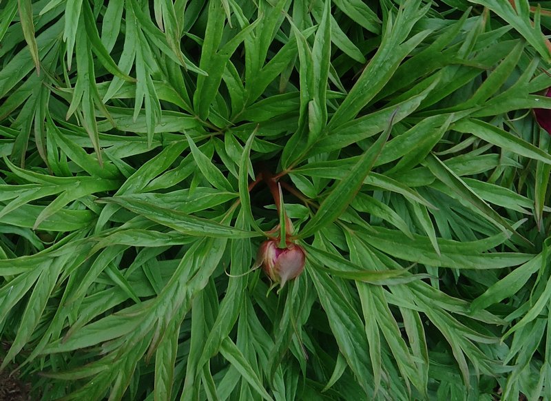 Image of Paeonia anomala specimen.