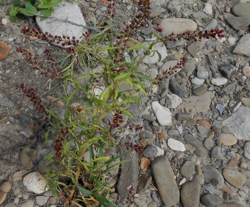Image of Veronica anagallis-aquatica specimen.
