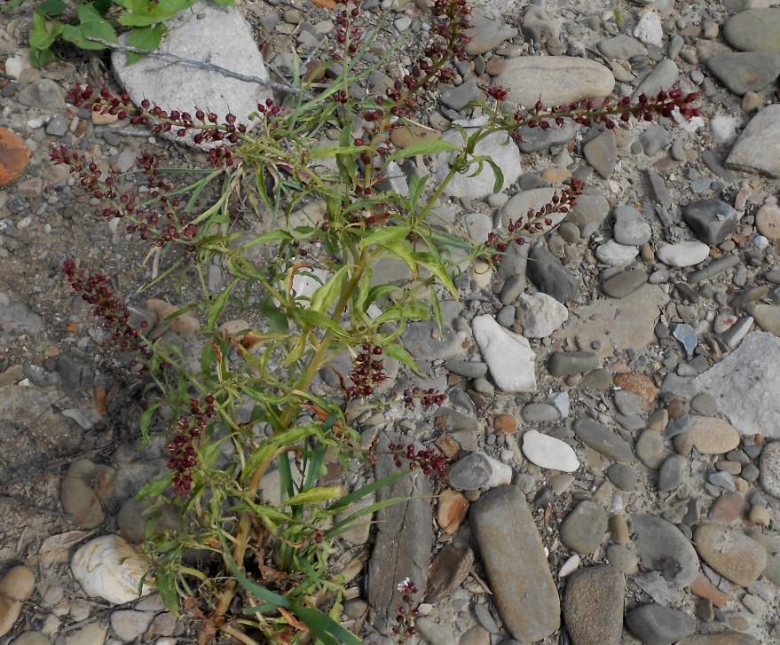 Изображение особи Veronica anagallis-aquatica.