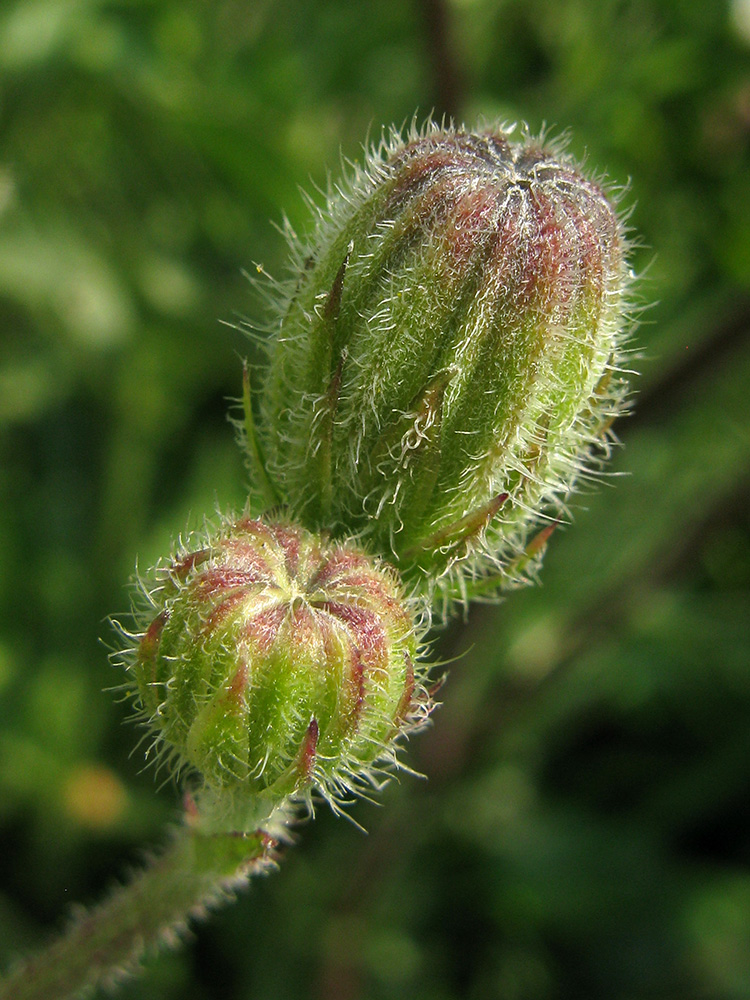 Image of Crepis rhoeadifolia specimen.