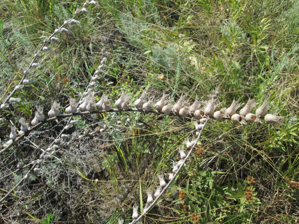 Image of Hyoscyamus niger specimen.