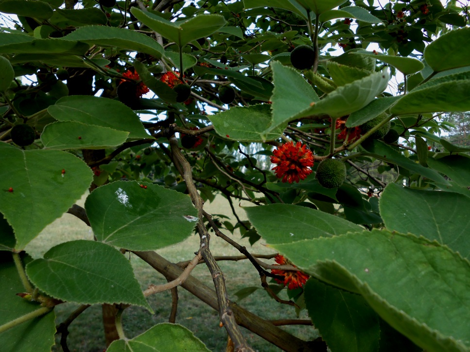 Image of Broussonetia papyrifera specimen.