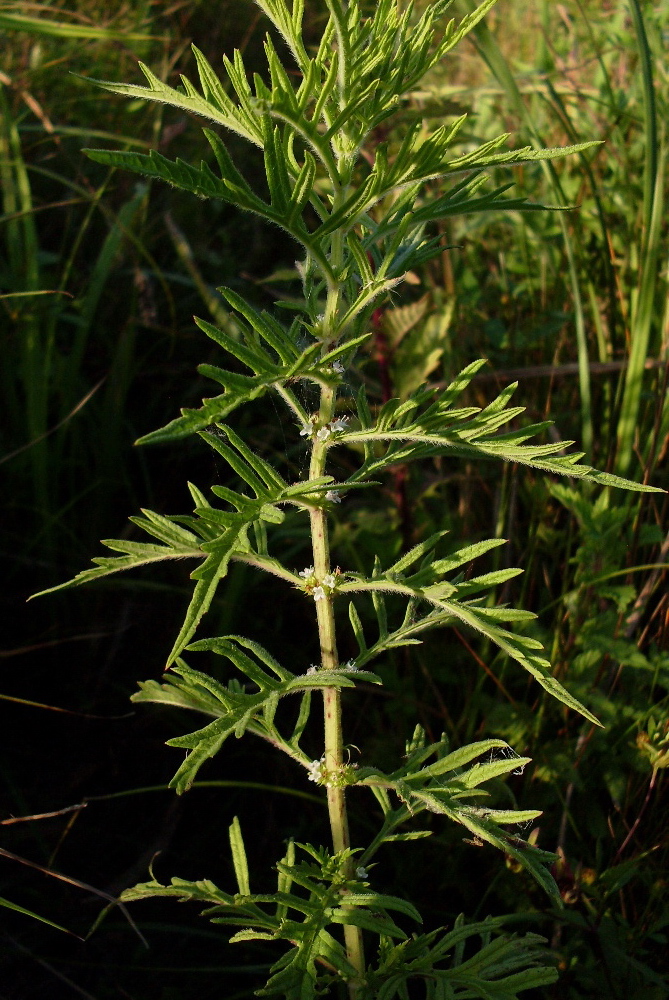 Image of Lycopus exaltatus specimen.