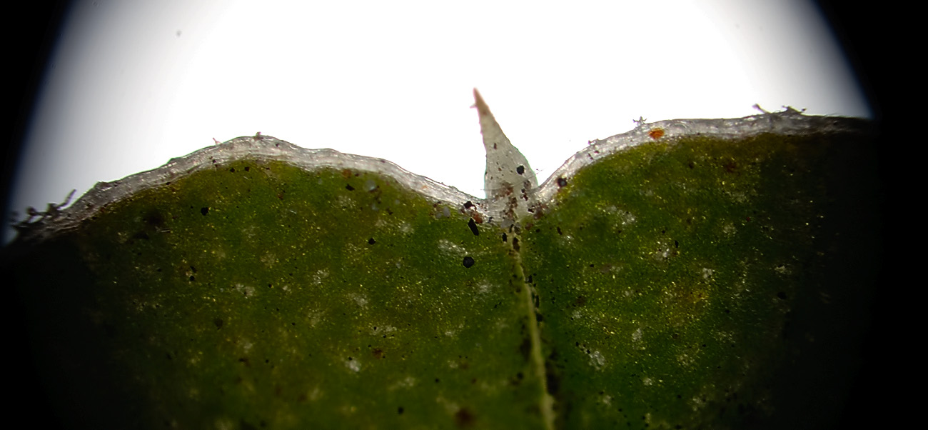 Image of Amaranthus retroflexus specimen.