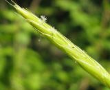 Brachypodium pinnatum. Колосок. Костромская обл., Кологривский р-н, заповедник \"Кологривский лес\", пойма р. Вонюх. 12 июня 2013 г.