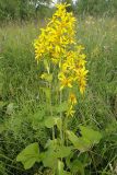 Ligularia sibirica