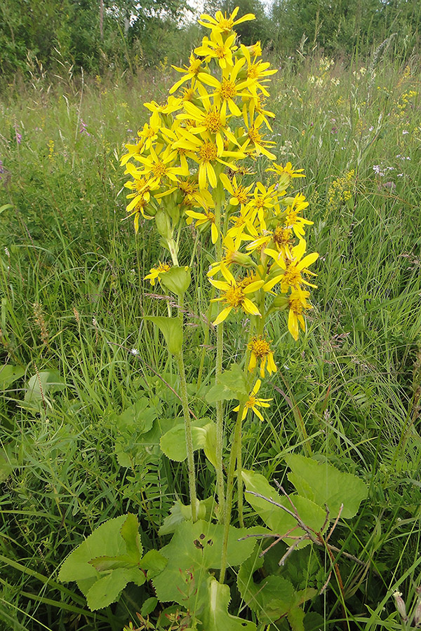 Изображение особи Ligularia sibirica.