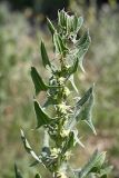 Spinacia turkestanica