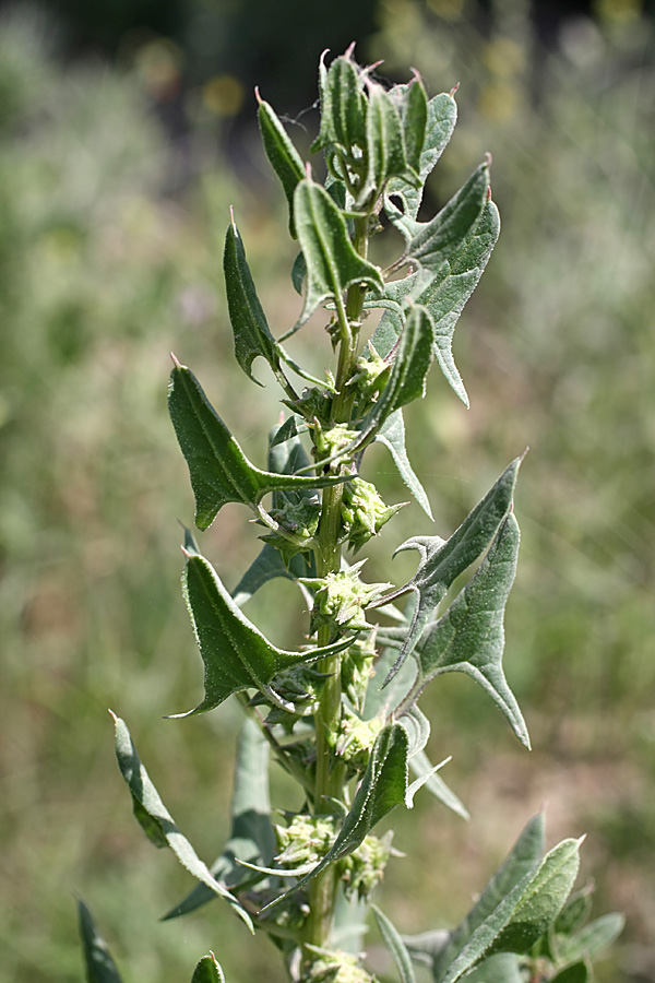 Image of Spinacia turkestanica specimen.