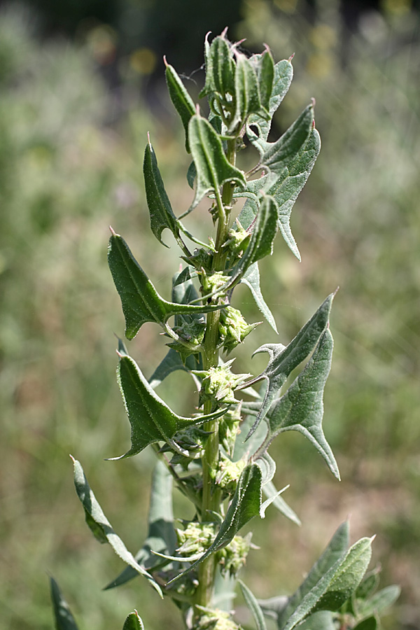 Изображение особи Spinacia turkestanica.