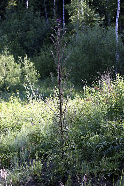 Изображение особи Cirsium palustre.