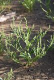 genus Corispermum