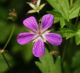 Geranium palustre