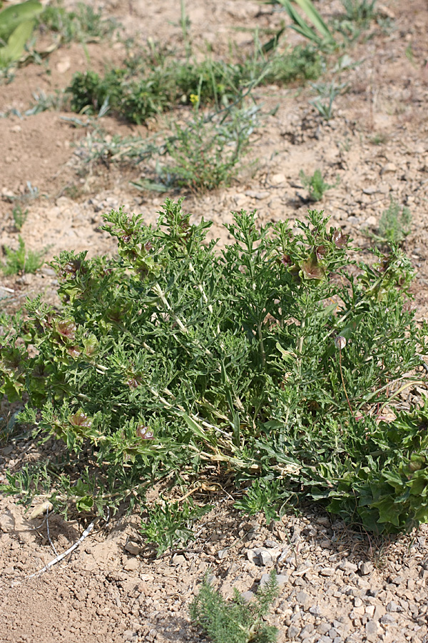 Image of Lagochilus platycalyx specimen.