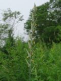 Elytrigia repens