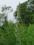 Elytrigia repens