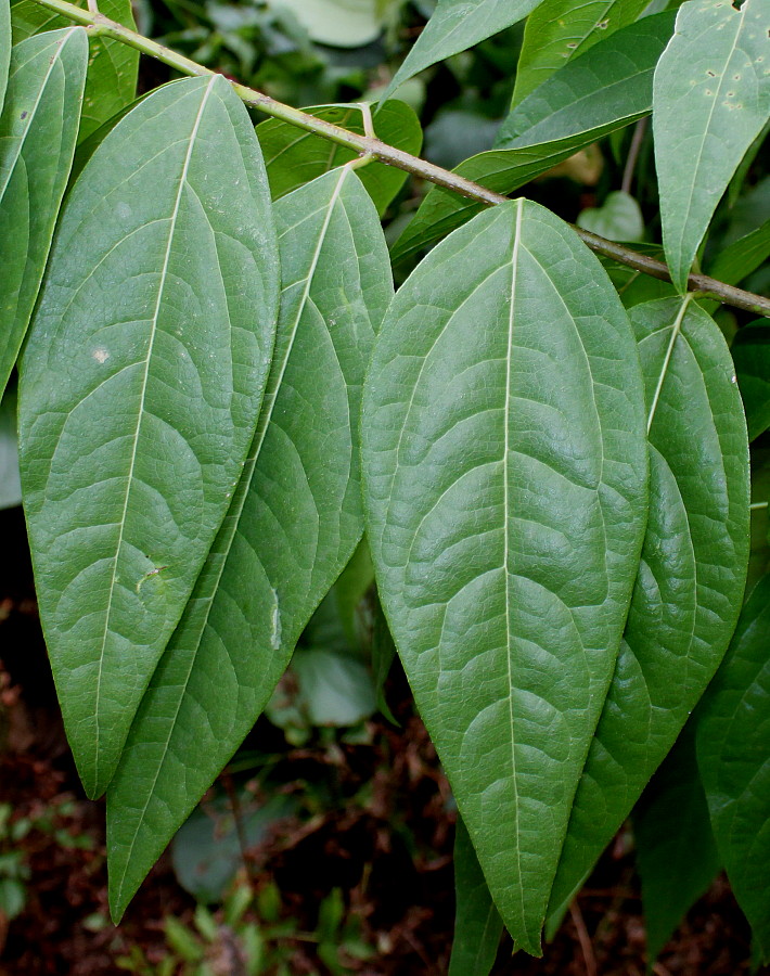 Image of Chimonanthus praecox specimen.