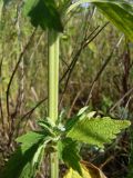 Chaiturus marrubiastrum
