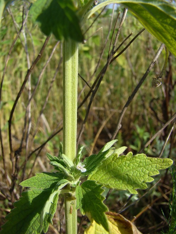 Изображение особи Chaiturus marrubiastrum.