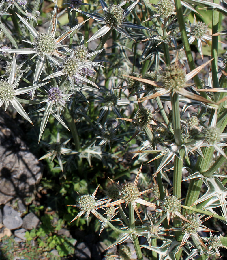 Изображение особи Eryngium variifolium.