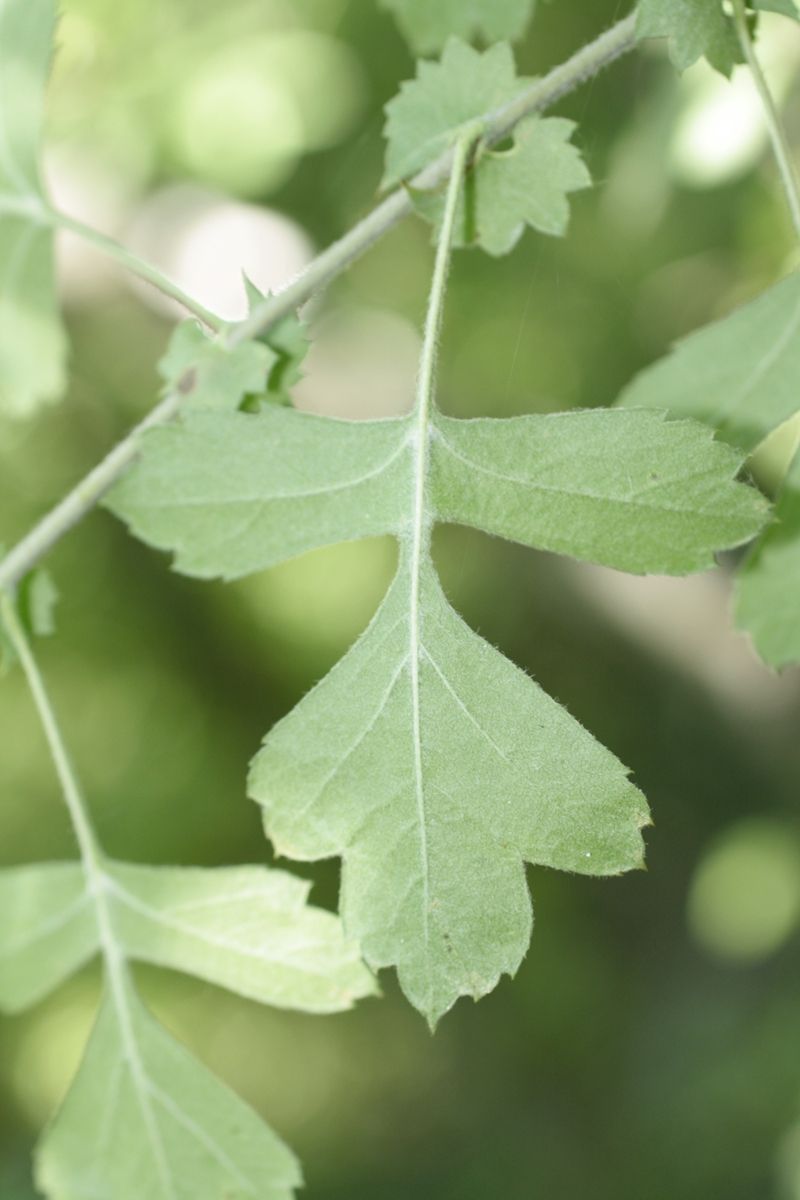 Изображение особи Crataegus pentagyna.