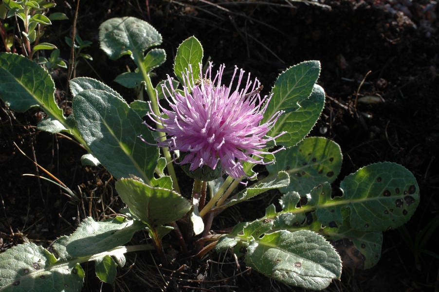 Image of Klasea lyratifolia specimen.