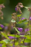 Campanula trachelium. Верхушка цветущего растения. Соловецкие о-ва, Бот. сад. Макарьевская пустынь. 08.08.2013.