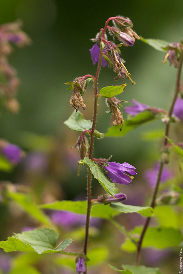 Image of Campanula trachelium specimen.