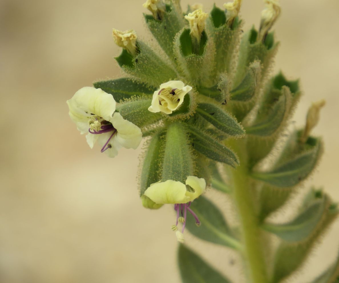 Изображение особи Hyoscyamus desertorum .