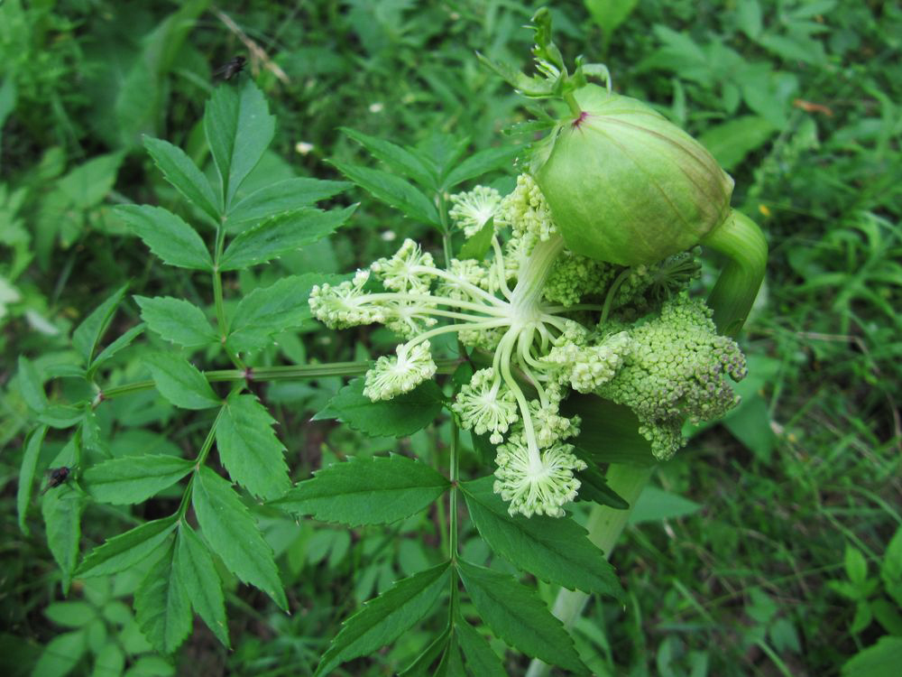 Изображение особи Angelica sylvestris.