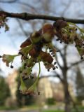 род Ulmus