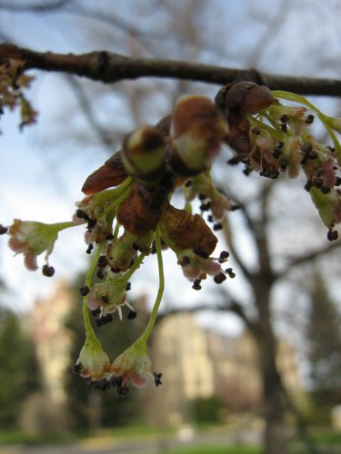 Image of genus Ulmus specimen.