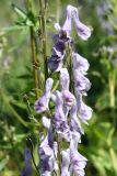 Aconitum leucostomum. Часть соцветия с цветками и завязавшимися плодами. Восточно-Казахстанская обл., г. Риддер, окр. Малоульбинского вдхр., склон сопки. 28.07.2008.