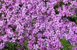 Phlox subulata