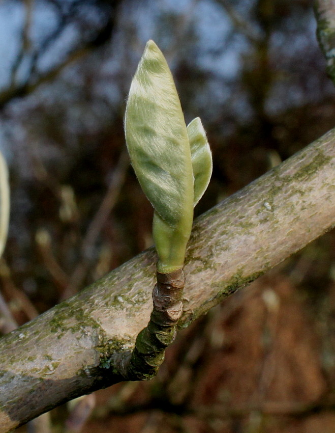 Image of Magnolia sieboldii specimen.