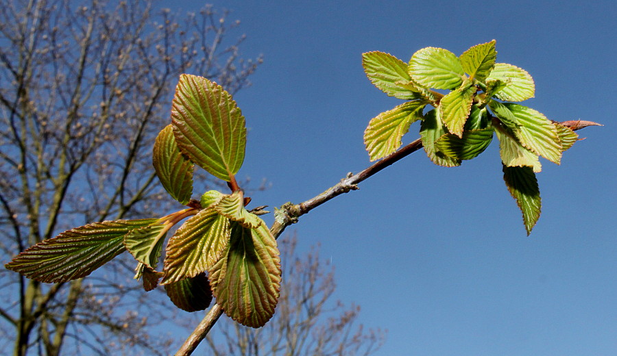 Image of Viburnum farreri specimen.