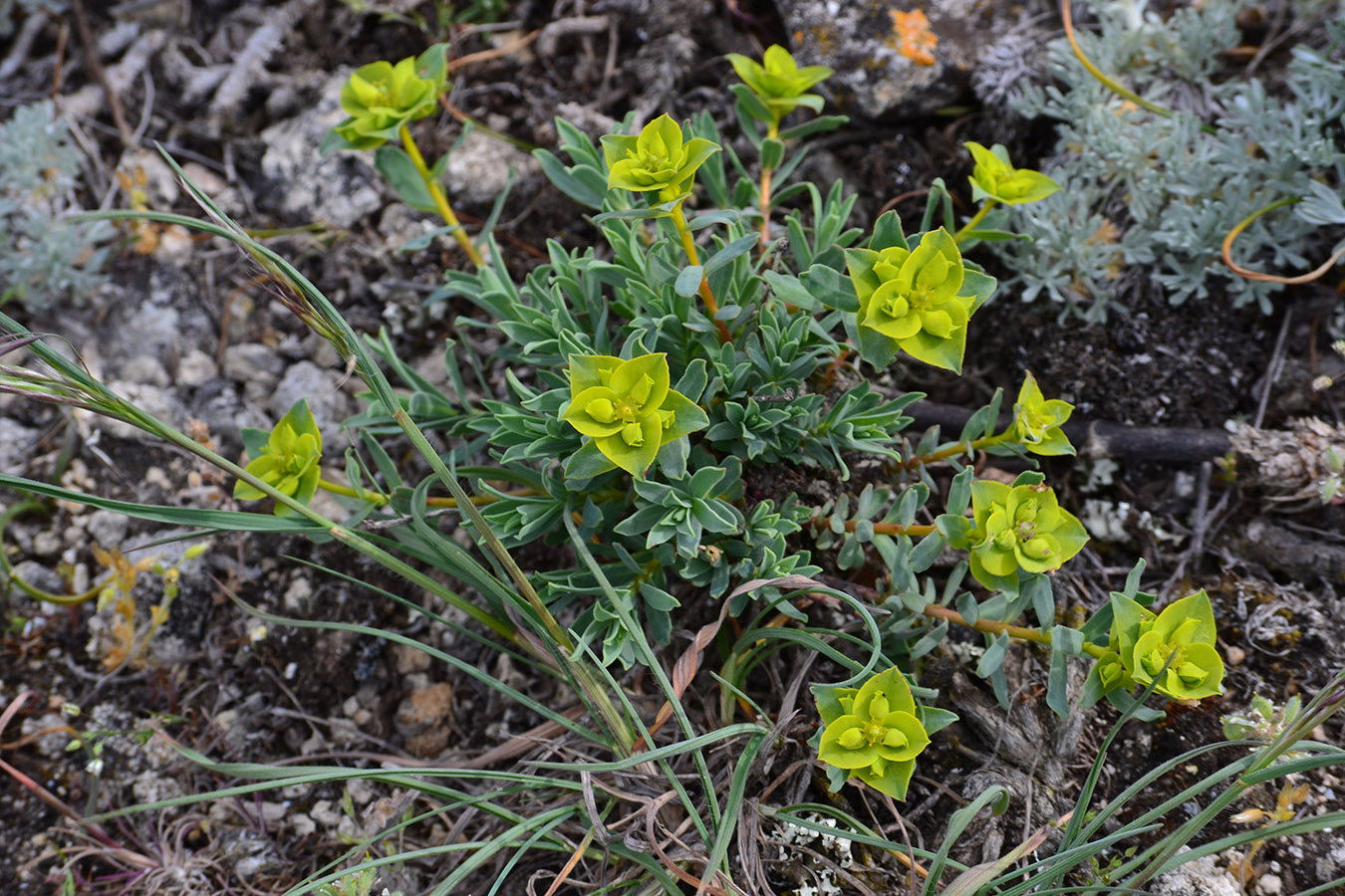 Image of Euphorbia petrophila specimen.