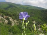 Linum nervosum